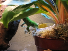 Hungry Hungry Gecko