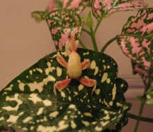 Orchid Manits