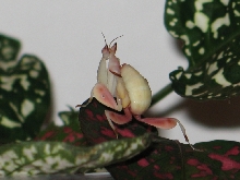 another shot Orchid Mantis