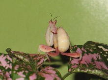 femail mantis2