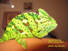 Rana