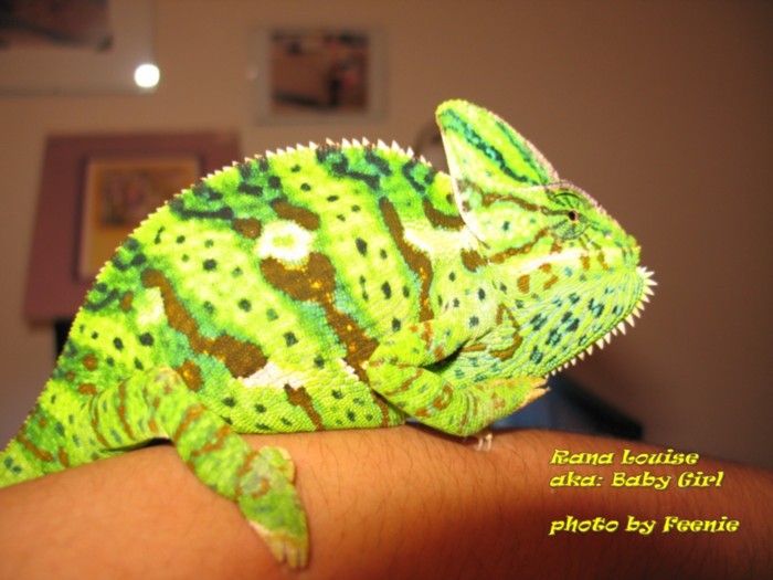 Rana