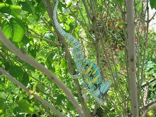 Stitch in the Lilacs