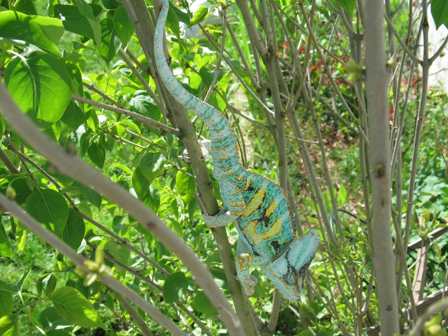 Stitch in the Lilacs