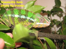Yosamite