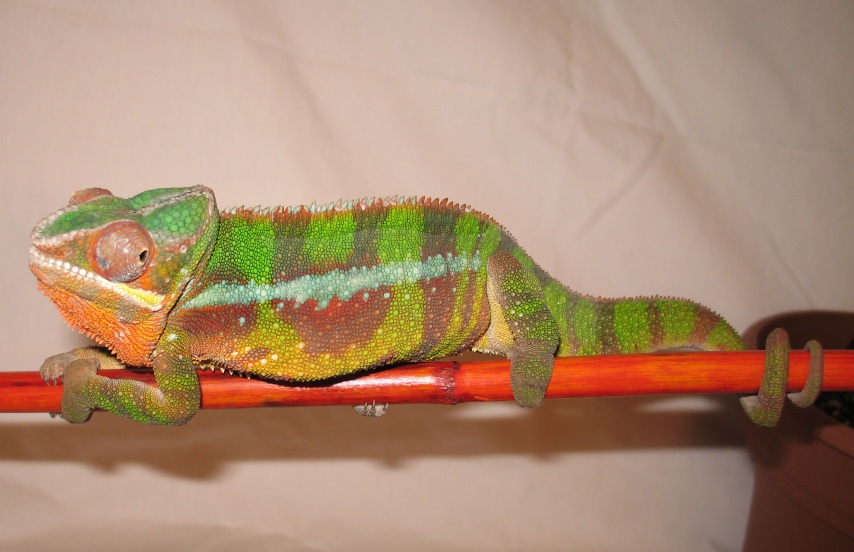 yosamite just chillin'