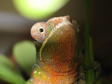Yosamite's profile shot