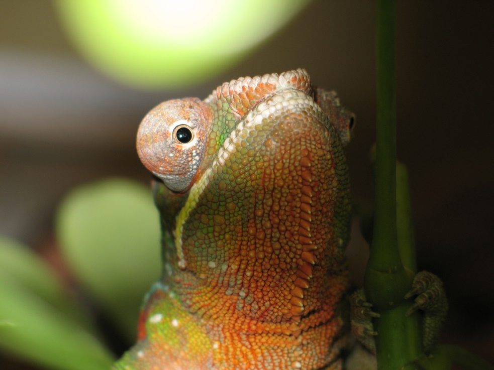 Yosamite's profile shot