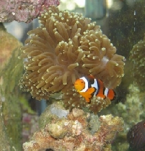 Cheesy clown..happy with his new home :)