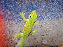 Little female day gecko 2