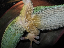 Mr Geckos Private parts