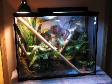Mr Geckos Tropical Paradise
