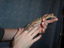 NEW BABY