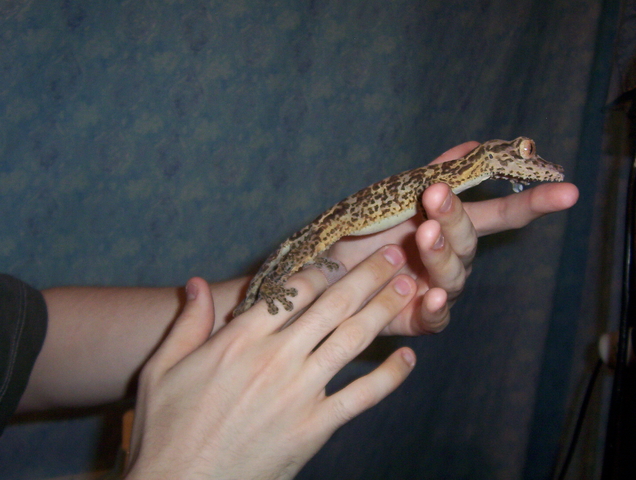 NEW BABY