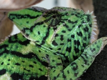 Rana3 face after shed