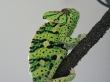 Rana2 after shed