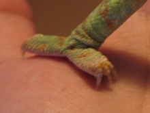 Rana's toe nails