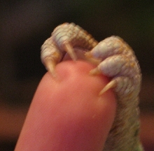 Stitches toe nails