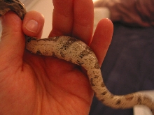 Belly1