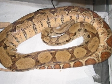 Ember