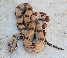 Ghost Het 2