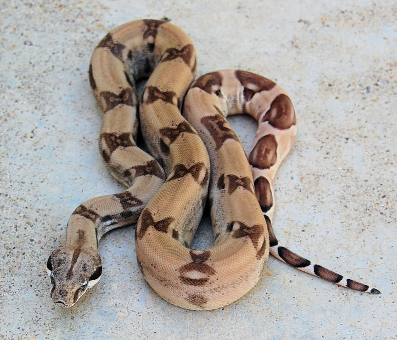 Ghost Het 2