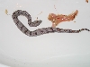 Stillborn 1