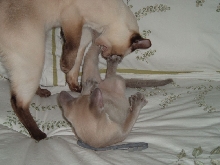 Playtime