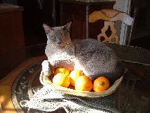 Alastair Fruitbowl