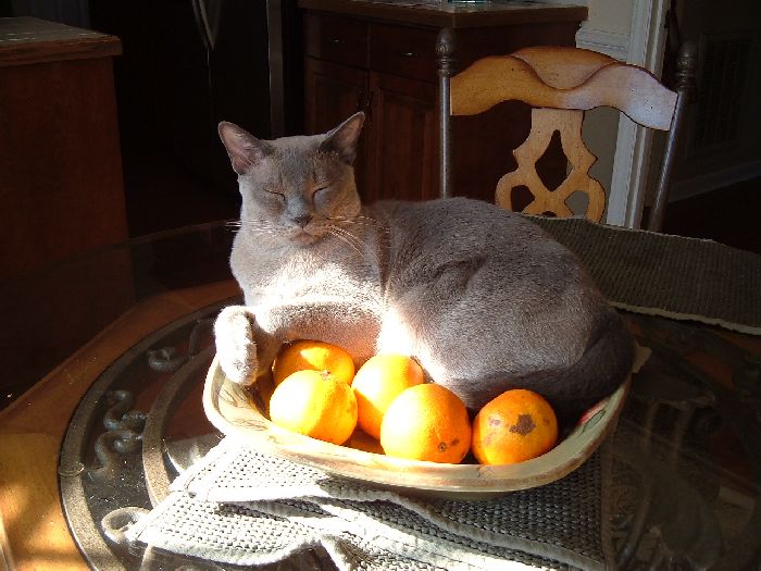 Alastair Fruitbowl