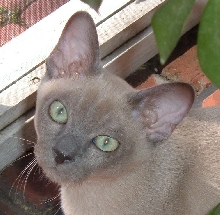 Alastair Blueberry Muffin
