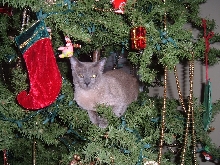 Alastair in the Christmas Tree