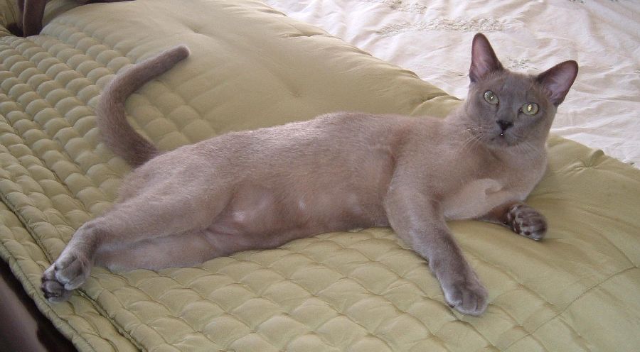 Alastair Centerfold