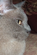 Tonkinese Profile