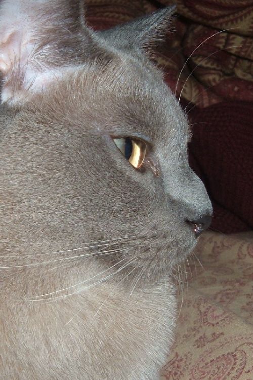 Tonkinese Profile
