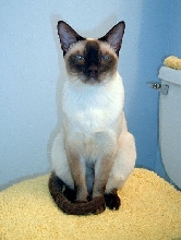 Bentley in the Bathroom