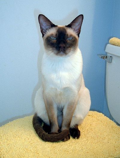 Bentley in the Bathroom