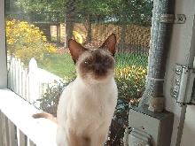 Blue Eyed Boy