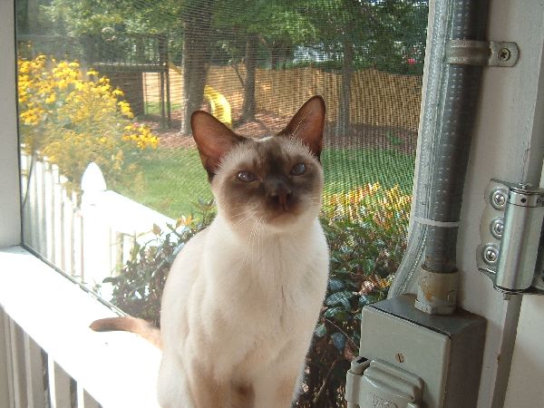 Blue Eyed Boy
