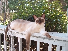Chillin' on the porch