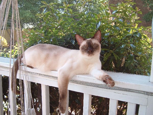 Chillin' on the porch