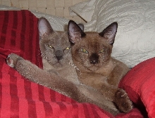Buds