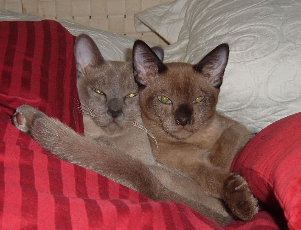 Buds