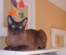 Finster on the Bookshelves
