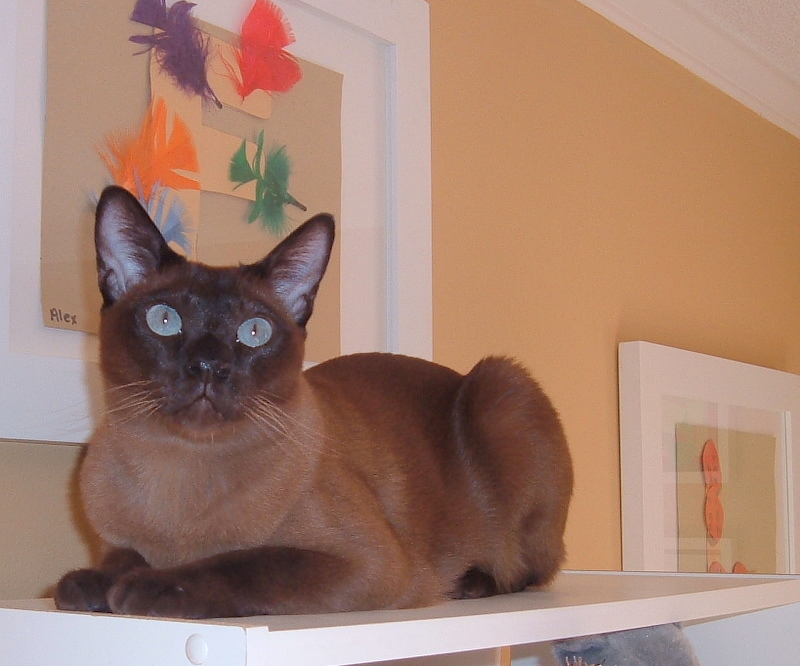 Finster on the Bookshelves