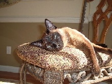 Finster Sunning