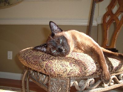 Finster Sunning