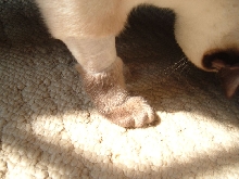Kitty Uggs