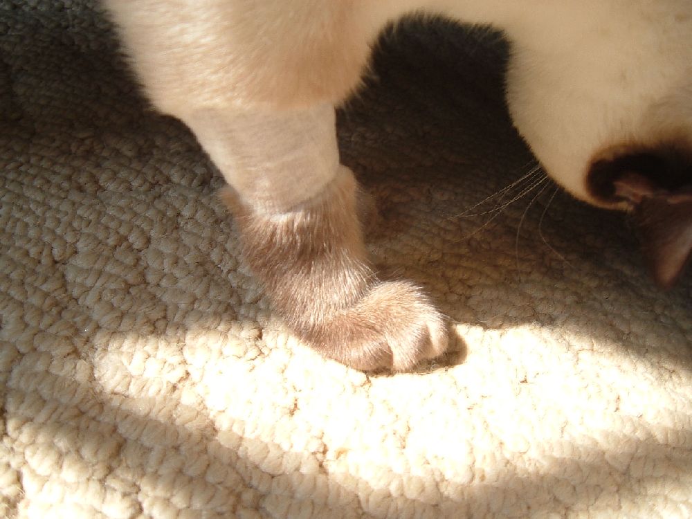 Kitty Uggs