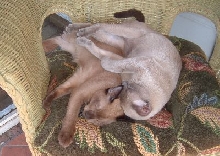 Nappies